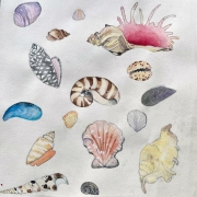 1_M.Muscheln