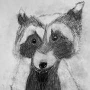 waschbär.m